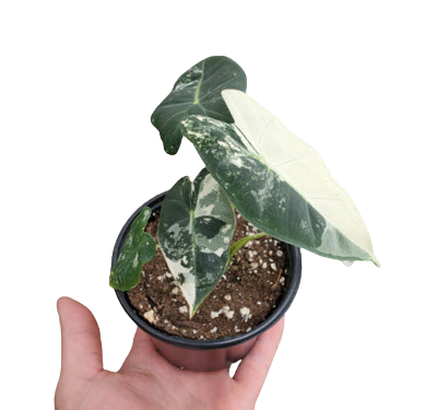 4" Alocasia Frydek Variegated 